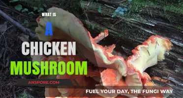 Chicken Mushroom: A Tasty, Healthy Fungus