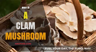 Clam Mushroom: What Is It?