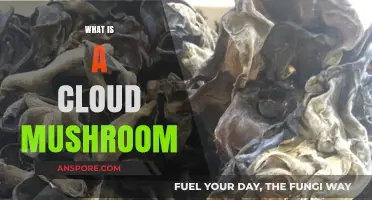 Cloud Mushroom: Nature's Fluffy White Wonder