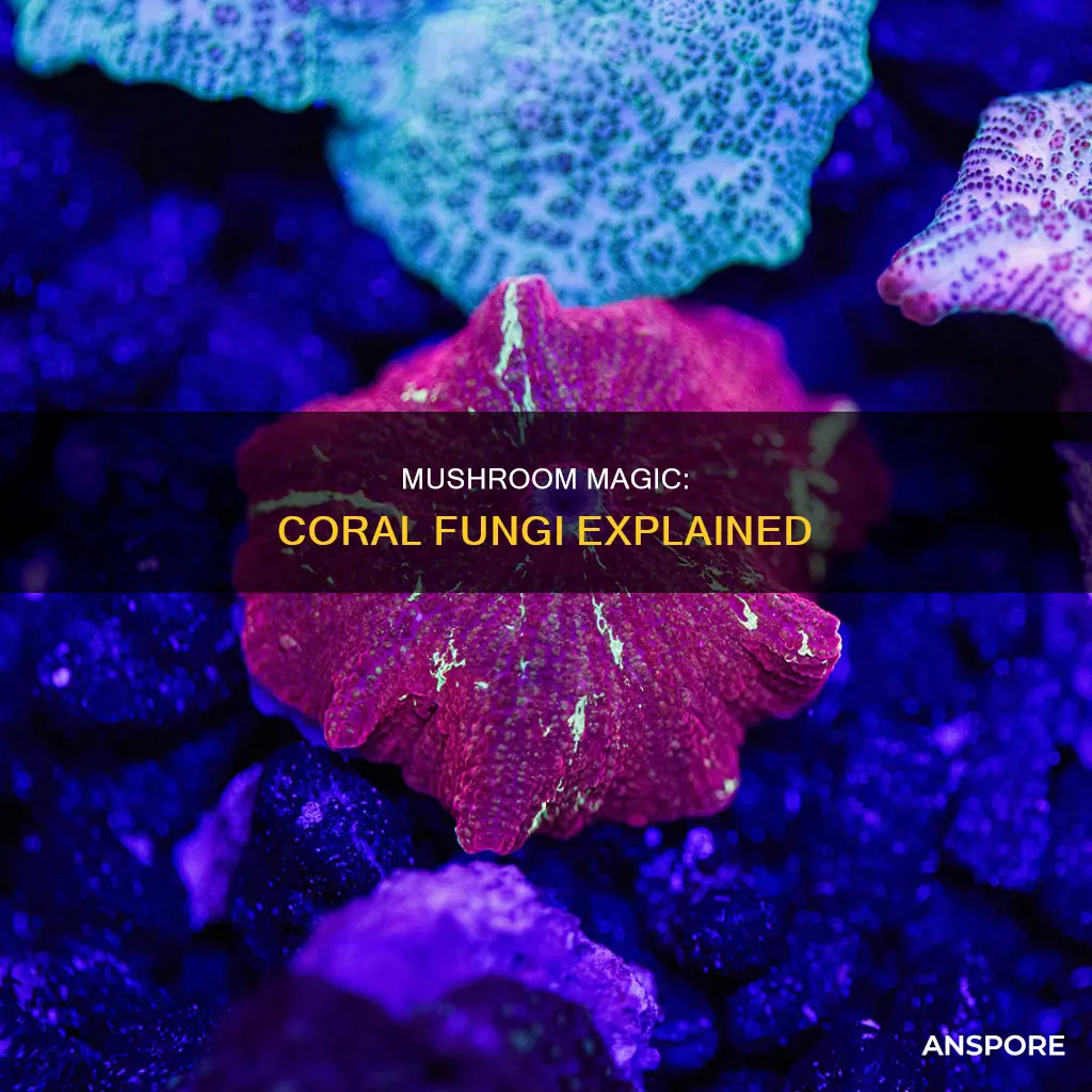 what is a coral mushroom