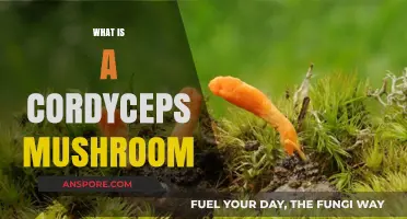 Mushroom Power: Unlocking Cordyceps' Secrets