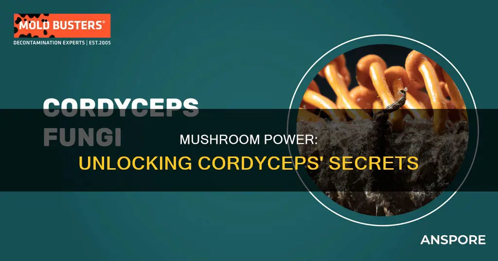 what is a cordyceps mushroom