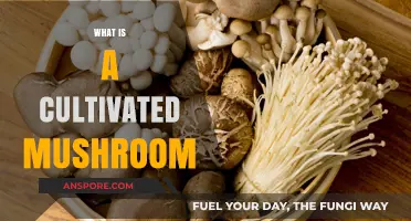 Mushroom Cultivation: A Beginner's Guide to Edible Fungi