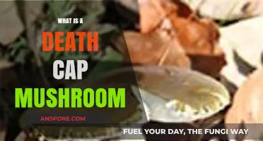 Deadly Death Cap Mushroom: Identification, Dangers, and Prevention Tips