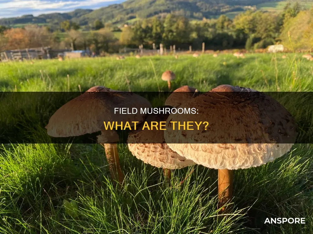 what is a field mushroom