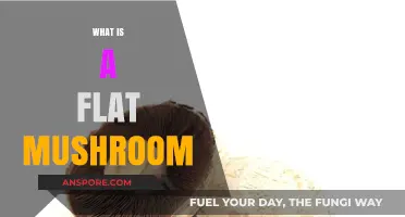 Mushroom Secrets: Flat Mushrooms Explained