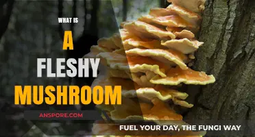Mushroom Mystery: Fleshiness Explained