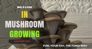 Understanding the Flush Phenomenon in Mushroom Cultivation: A Comprehensive Guide