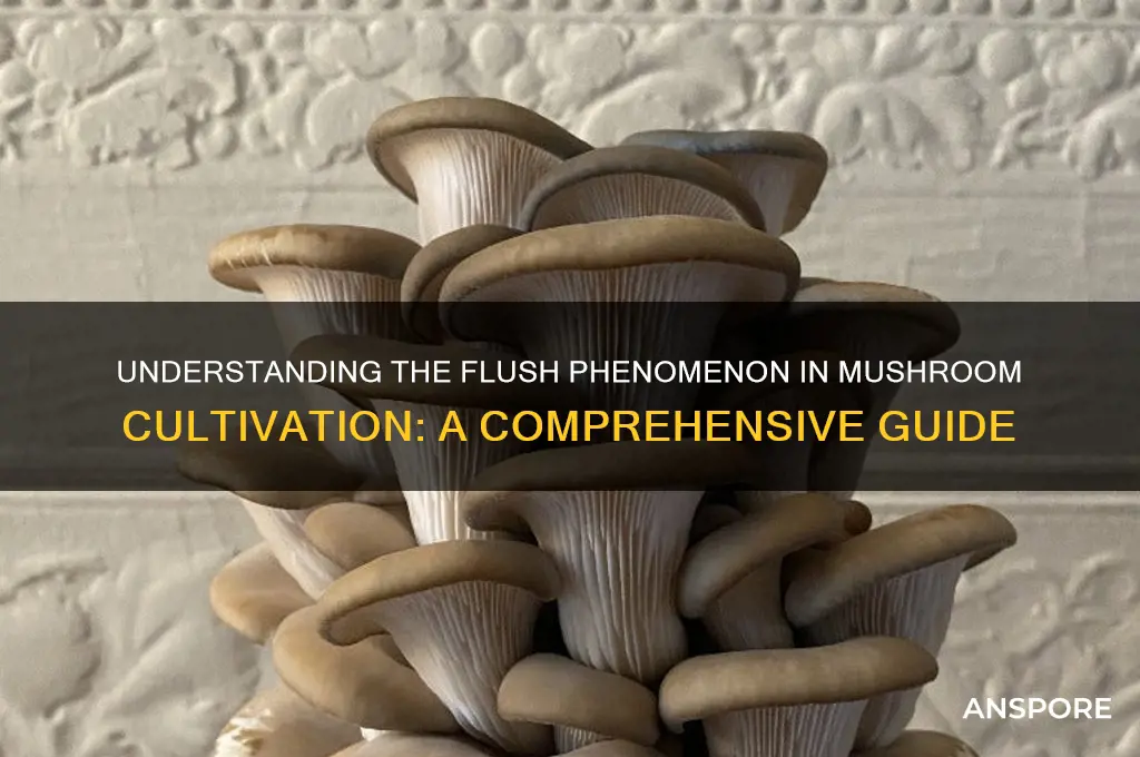 what is a flush in mushroom growing