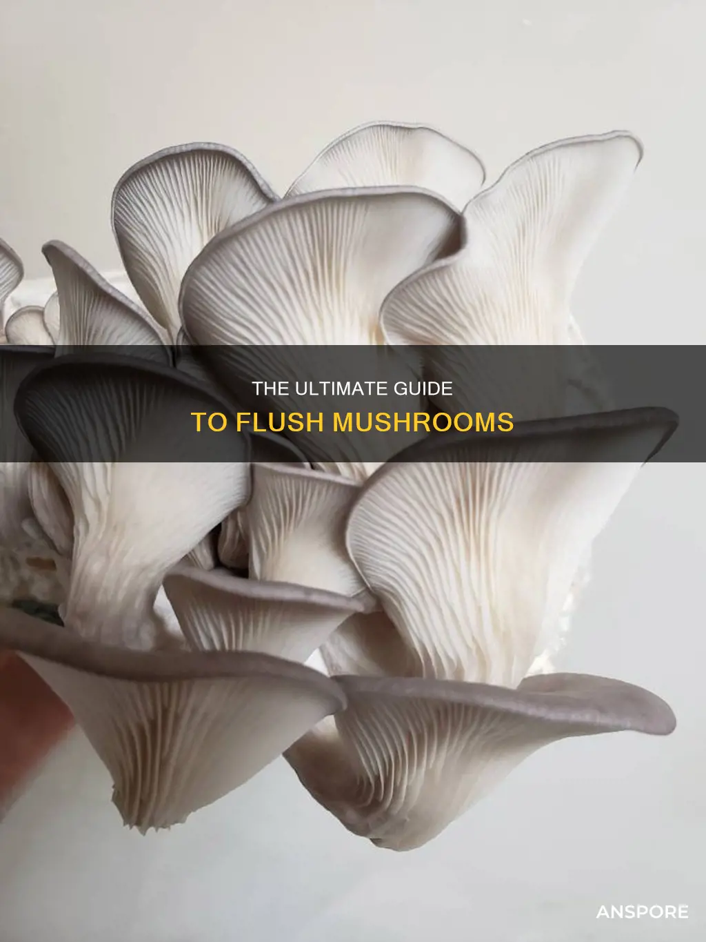 what is a flush mushrooms