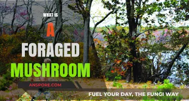 Foraged Mushrooms: Nature's Wild Delicacy