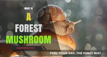 Mushroom Magic in Forests