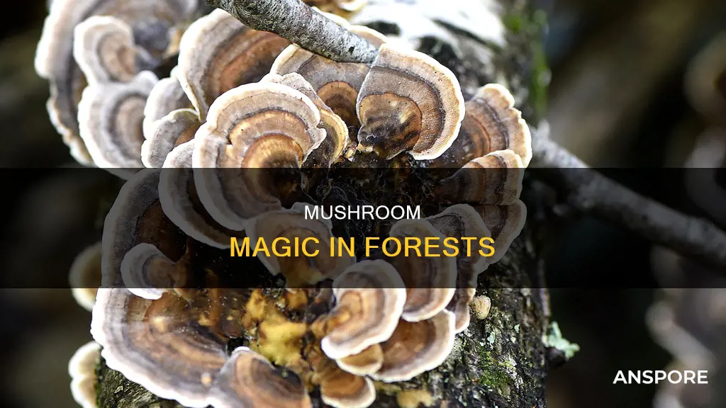what is a forest mushroom