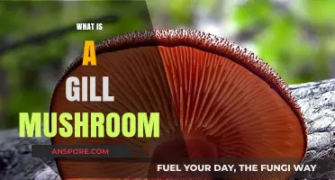 Gill Mushrooms: Nature's Intricate Details