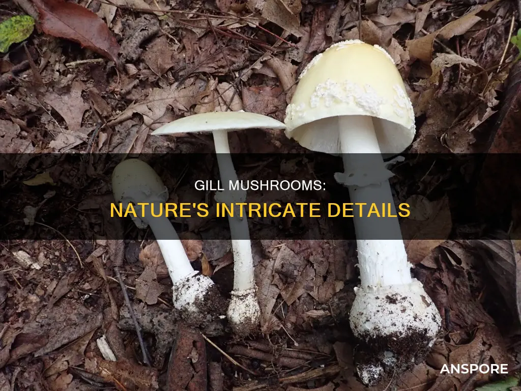 what is a gill mushroom