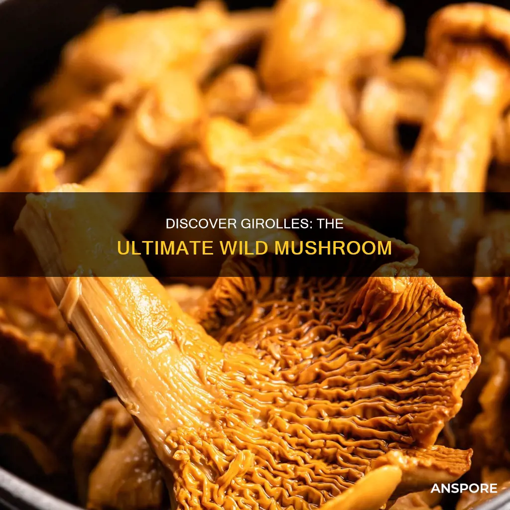 what is a girolle mushroom