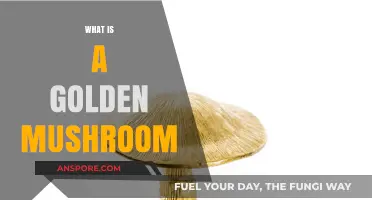 The Magic of Golden Mushrooms
