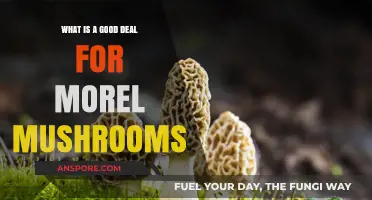 Finding the Perfect Morel Mushroom Deal: Tips and Tricks