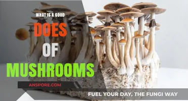 Exploring Safe and Effective Mushroom Dosage for Optimal Benefits