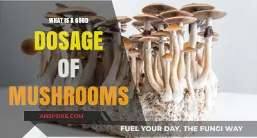Finding the Right Mushroom Dosage: A Beginner's Guide to Safe Use