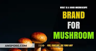 Top Microscope Brands for Mushroom Identification and Study