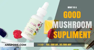 Discover the Best Mushroom Supplement for Optimal Health and Wellness