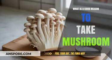 Exploring the Benefits: Why Mushrooms Could Be Your Next Superfood