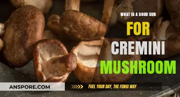 Best Cremini Mushroom Substitutes for Flavorful and Versatile Recipes