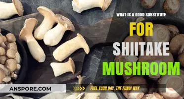 Discover the Best Shiitake Mushroom Substitutes for Your Recipes