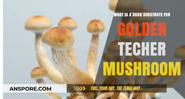 Best Substrate for Golden Teacher Mushrooms: A Comprehensive Guide