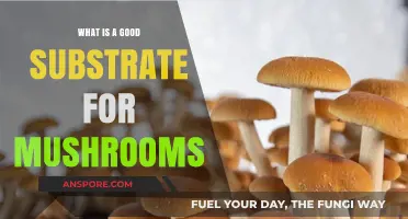 Best Mushroom Substrates: A Guide to Optimal Growth Mediums