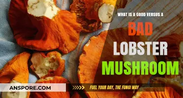 Good vs. Bad Lobster Mushrooms: Identifying Quality and Flavor
