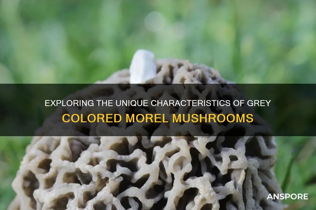 what is a grey colored morel mushrooms
