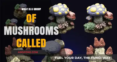 Exploring the Fascinating World: What is a Group of Mushrooms Called?