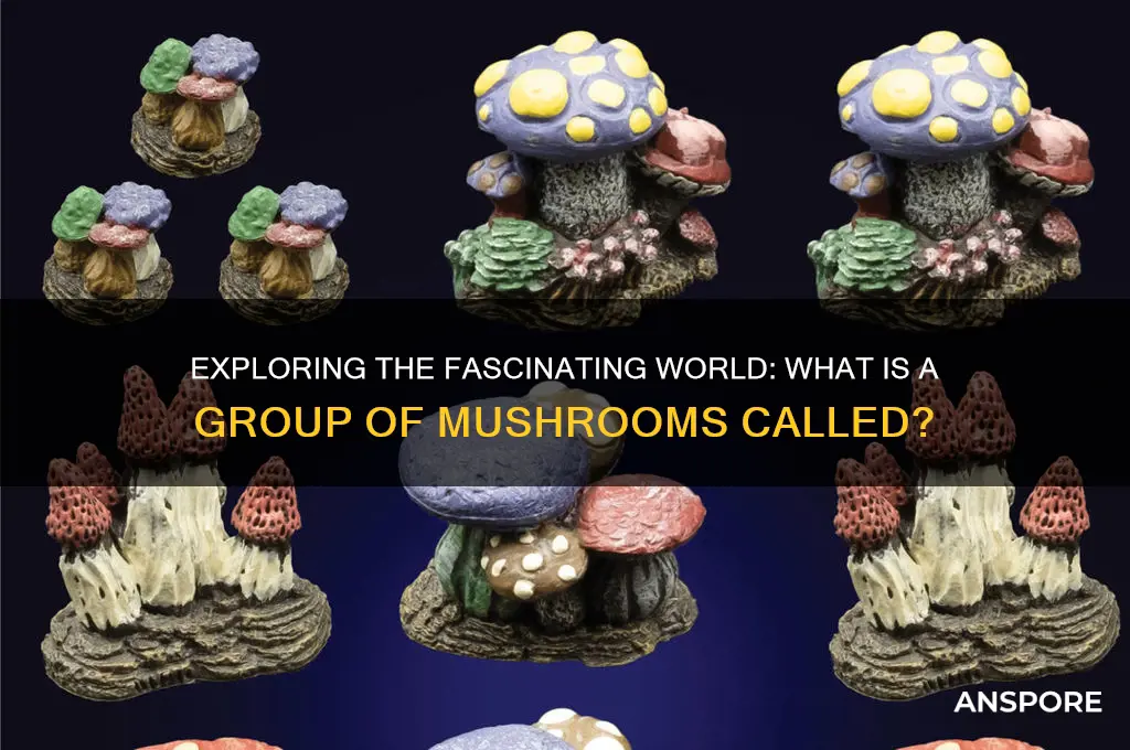 what is a group of mushrooms called