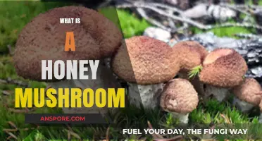 Honey Mushrooms: Nature's Sweetest Fungi