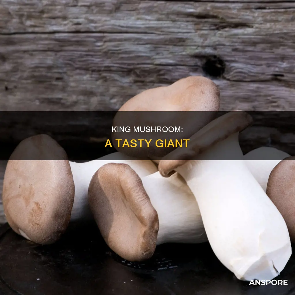 what is a king mushroom