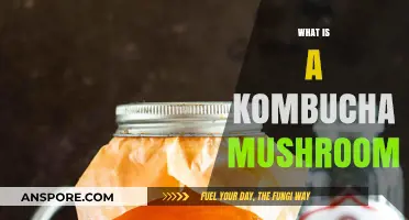 Kombucha Mushrooms: What Are These?