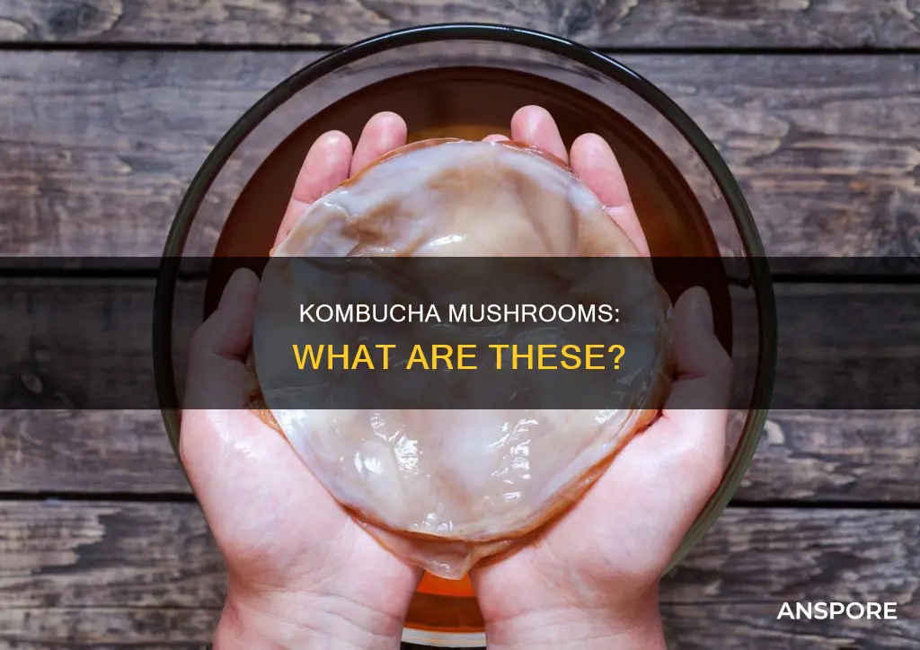 what is a kombucha mushroom