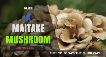 Maitake Mushrooms: Health Benefits and Uses