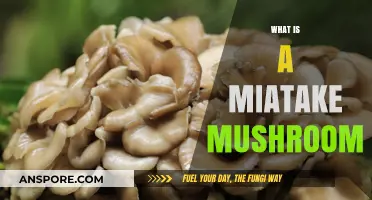 The Ultimate Maitake Mushroom Guide