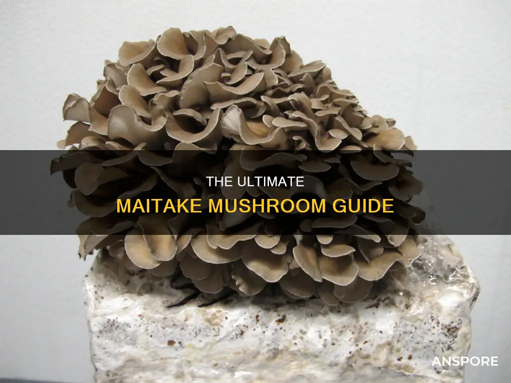what is a miatake mushroom