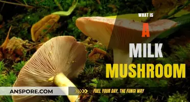 Milk Mushroom: A Tasty, Healthy Fungus