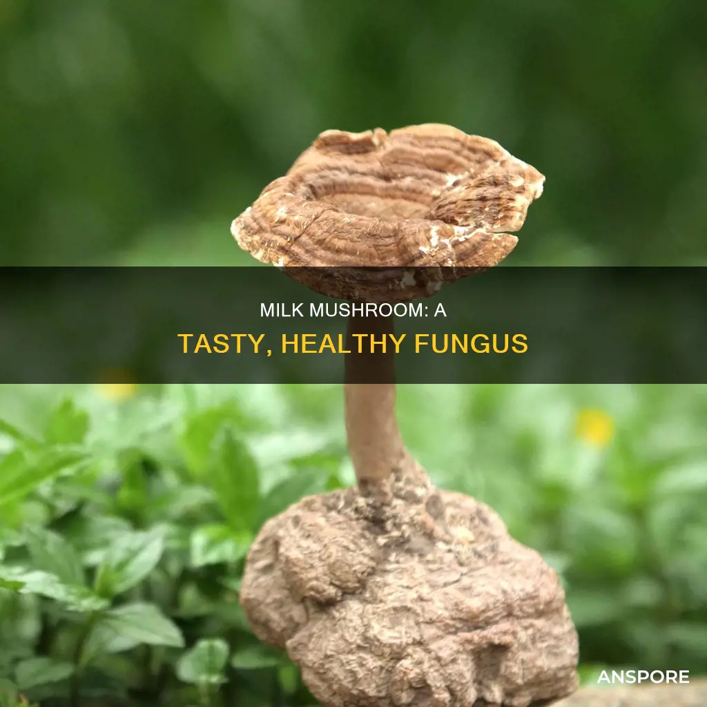 what is a milk mushroom