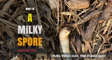 Understanding Milky Spore: A Natural Grub Control Solution for Lawns