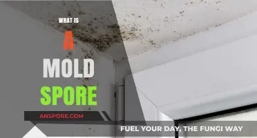 Understanding Mold Spores: Tiny Particles, Big Impact on Health and Homes