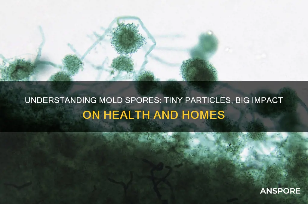 what is a mold spore