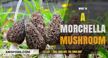 Morchella Mushrooms: Nature's Conical Delicacy