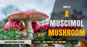 Mushroom Magic: Muscimol's Mind-Bending Secrets