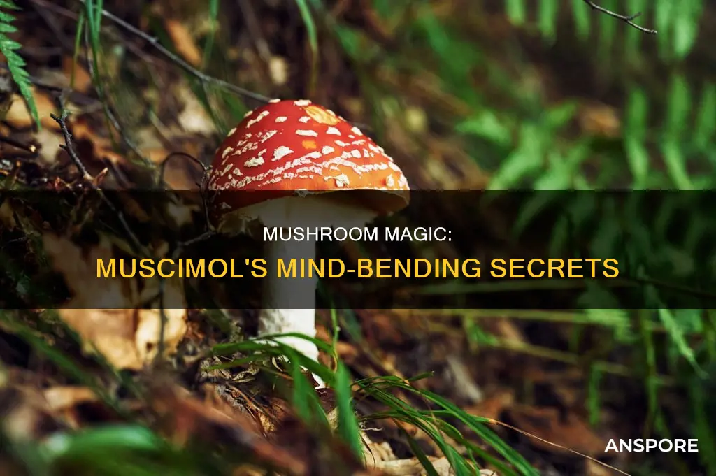 what is a muscimol mushroom